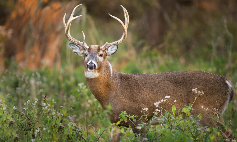 Whitetail Deer