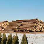 From Timber Roots to New Industry